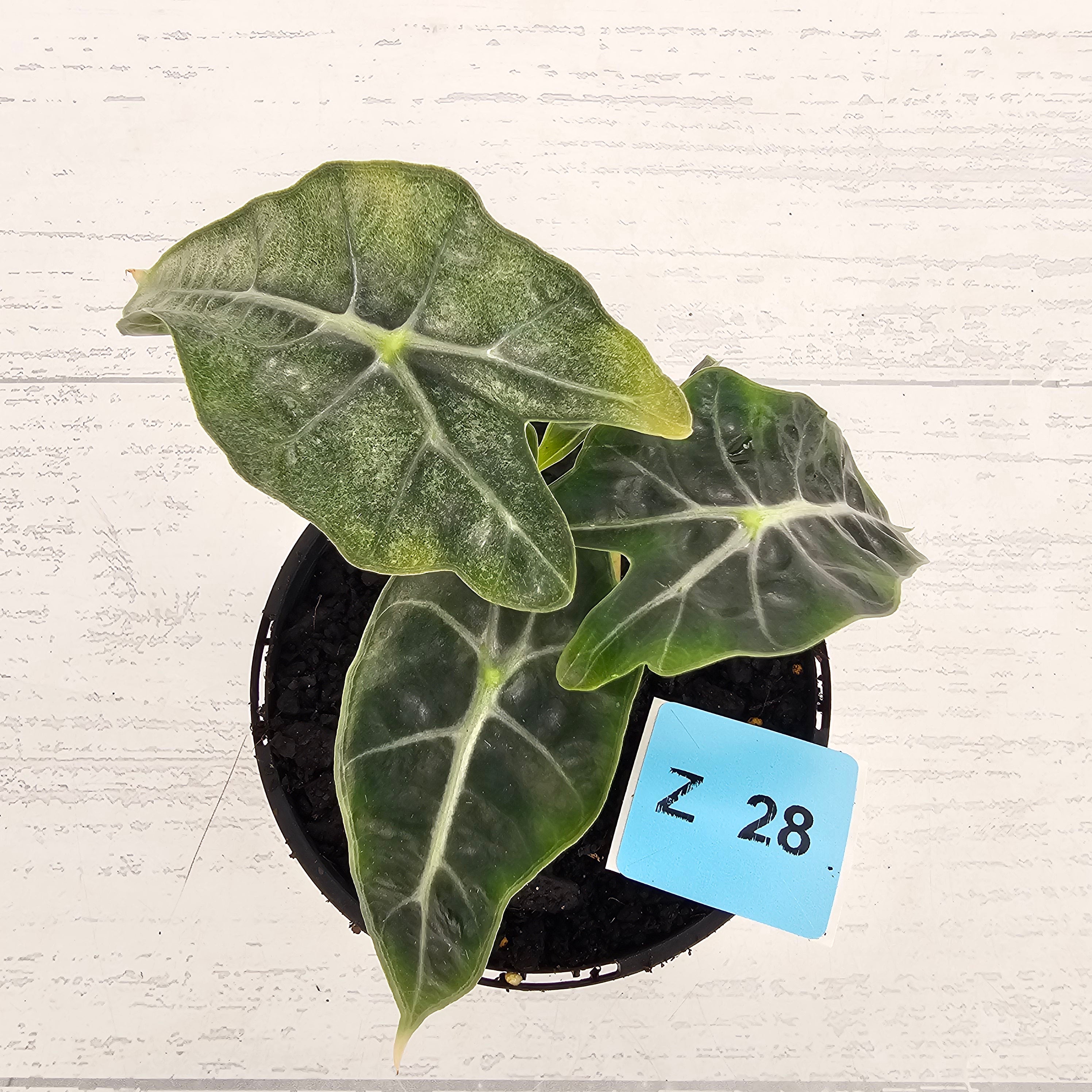 Alocasia  Polly  Variegata