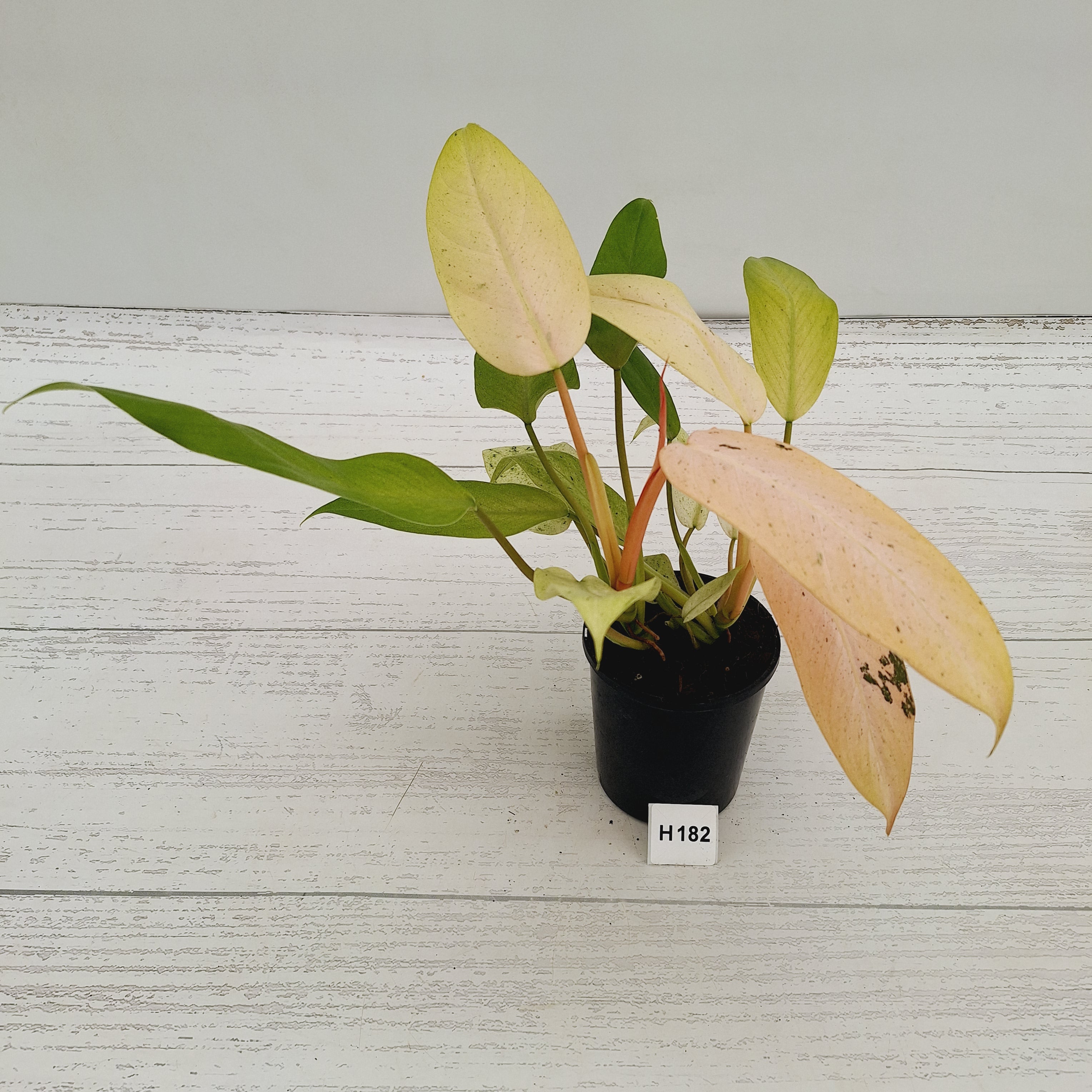 philodendron mottled whipple Philodendron 'Whipple Way' – Enliven Plants