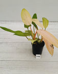 Philodendron  'Whipple Way'
