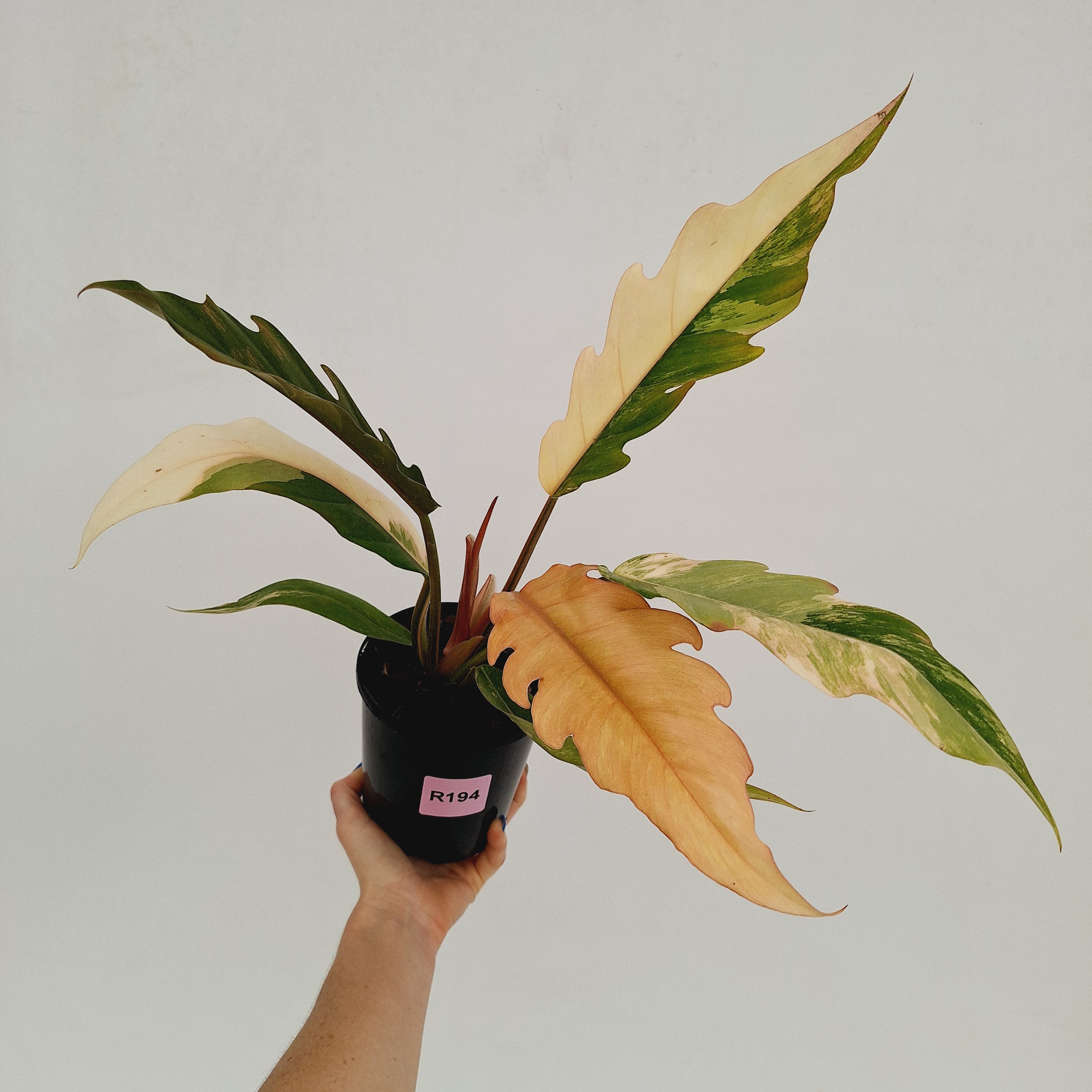 Philodendron serratum 'Caramel Marble'