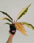 Philodendron serratum 'Caramel Marble'