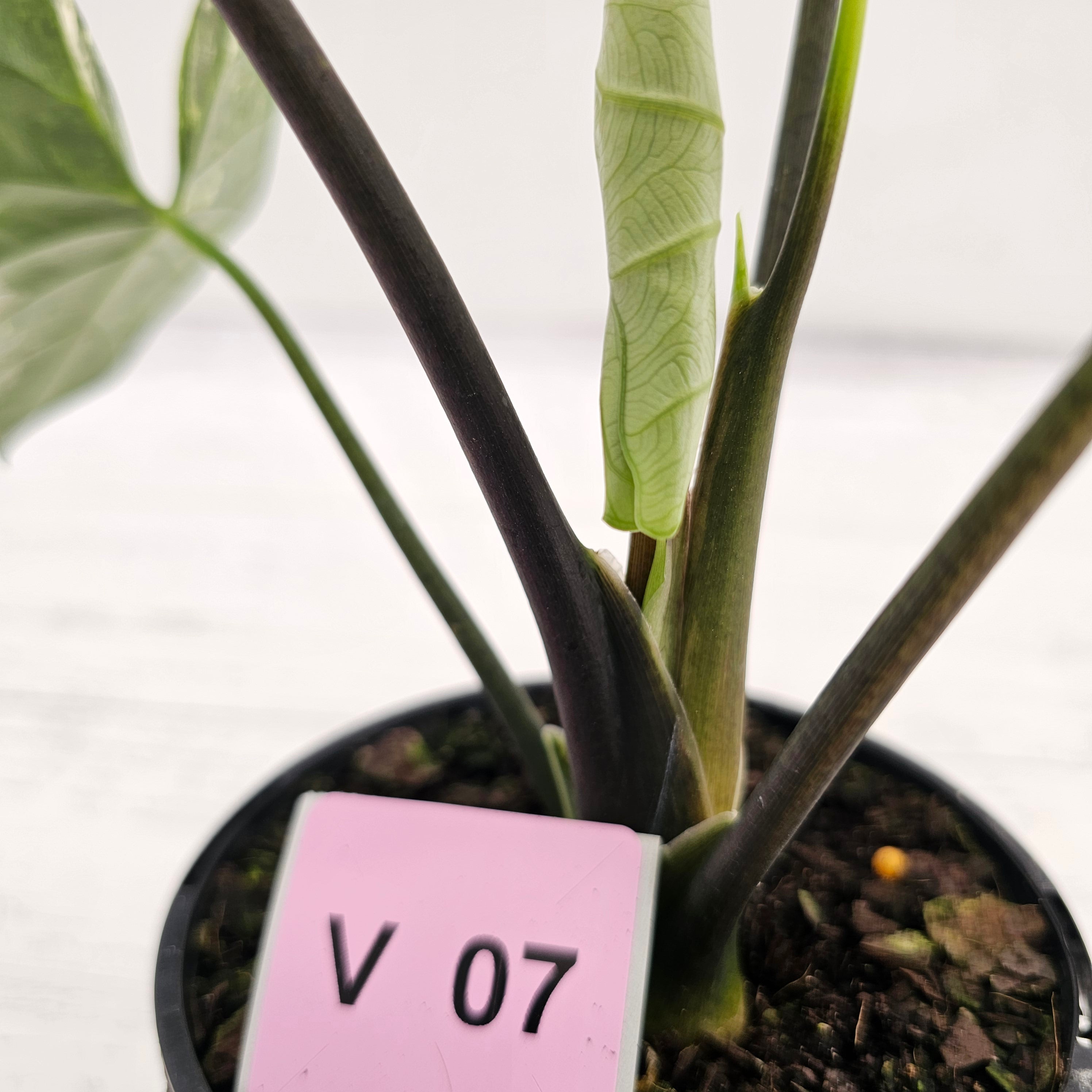 Alocasia ‘Simpo Albo’ Variegata - SALE