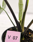 Alocasia ‘Simpo Albo’ Variegata - SALE