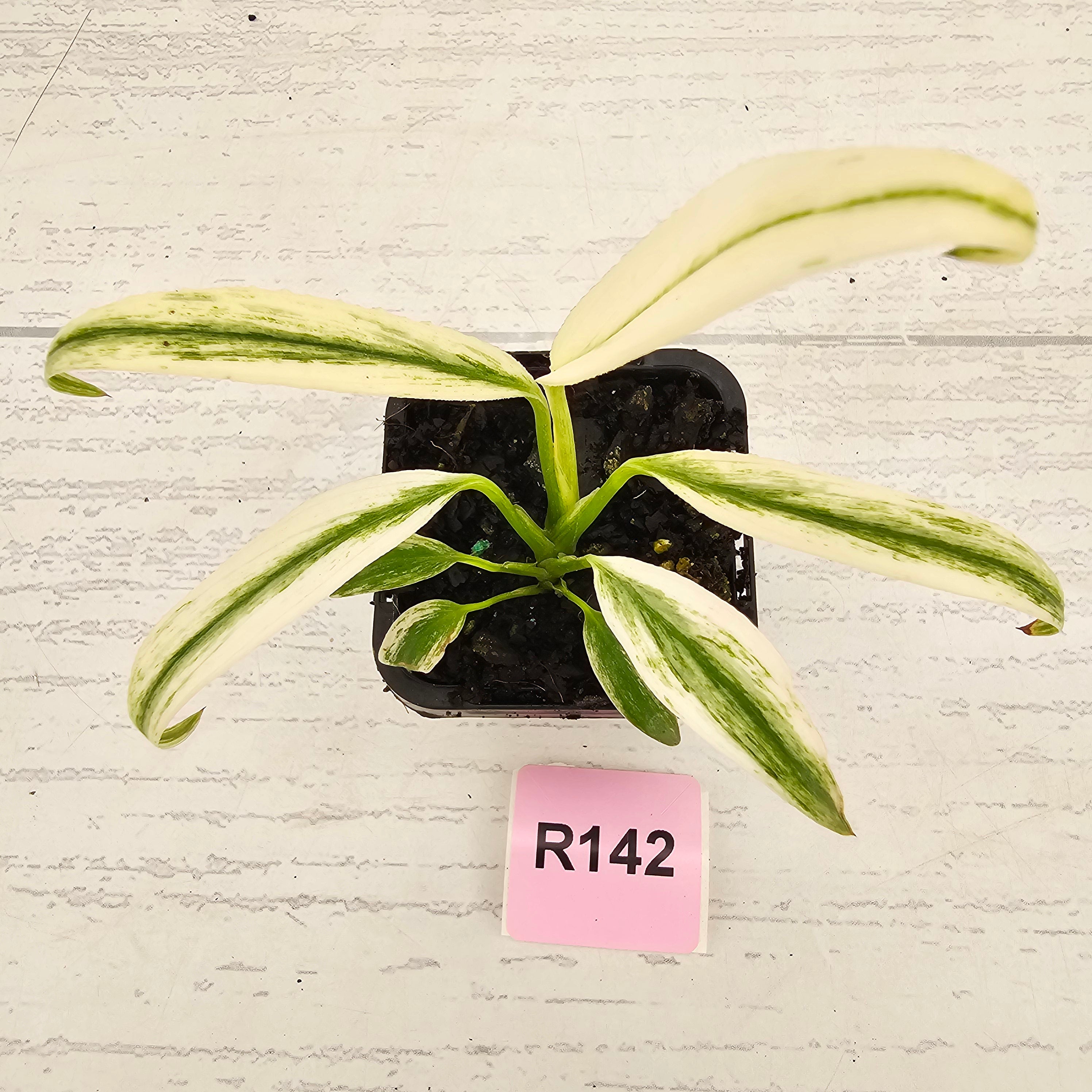 Epipremnum amplissimum variegata 'Albo'