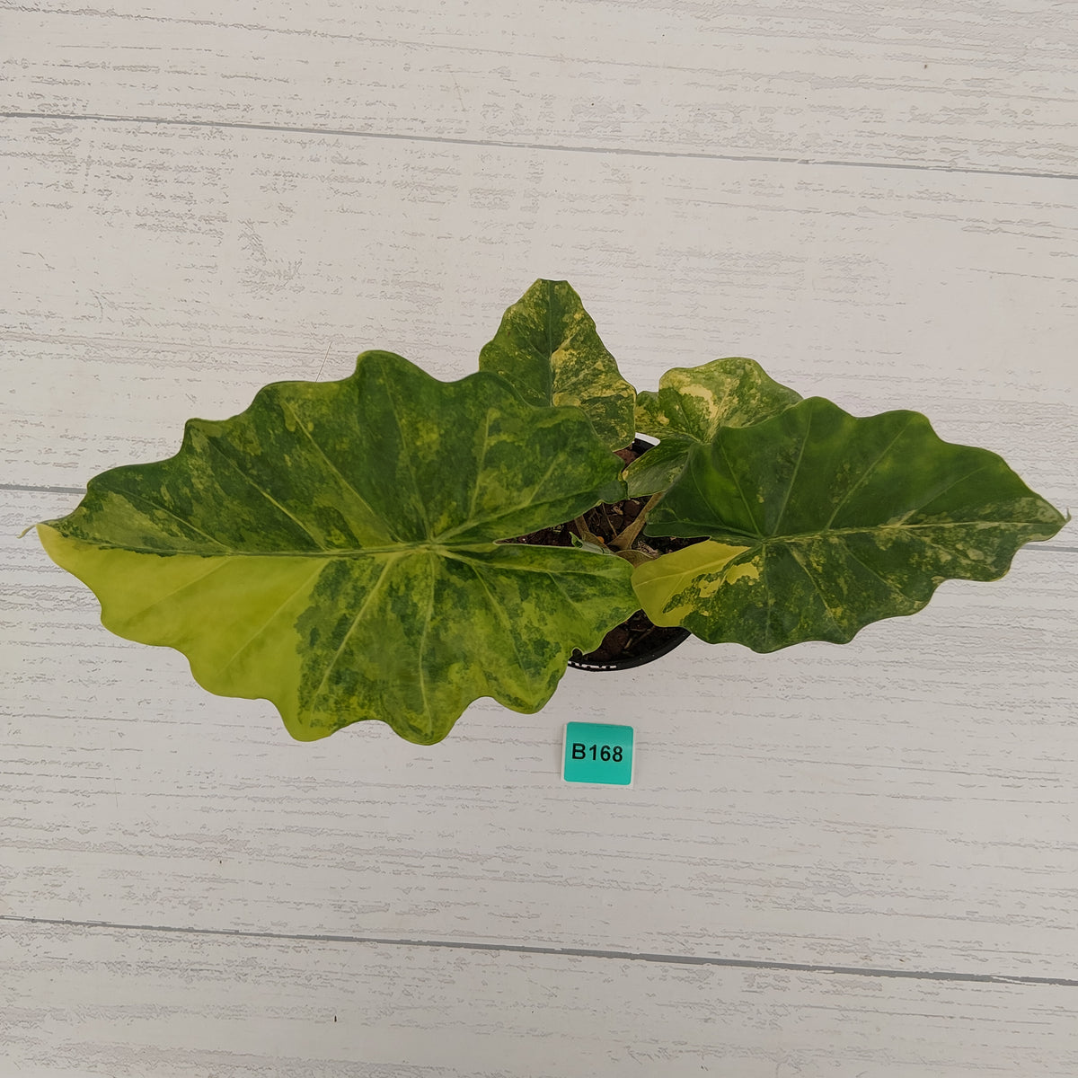 Alocasia Portora Variegata - SALE