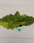 Alocasia Portora Variegata - SALE