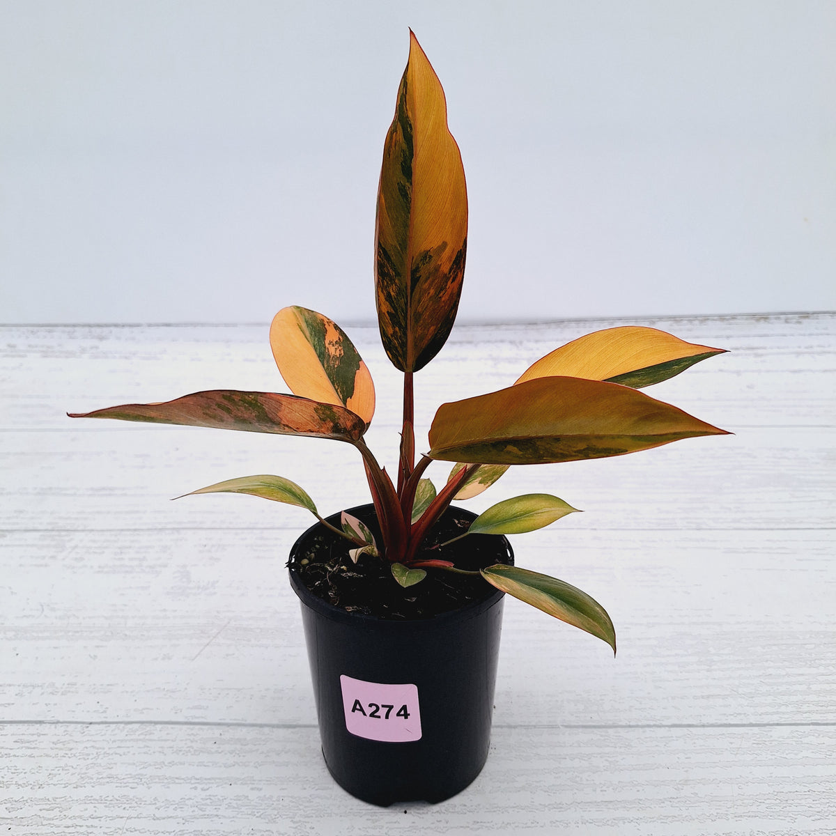 Philodendron 'Rojo Congo Variegated' 125mm - SALE
