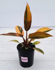 Philodendron 'Rojo Congo Variegated' 125mm - SALE