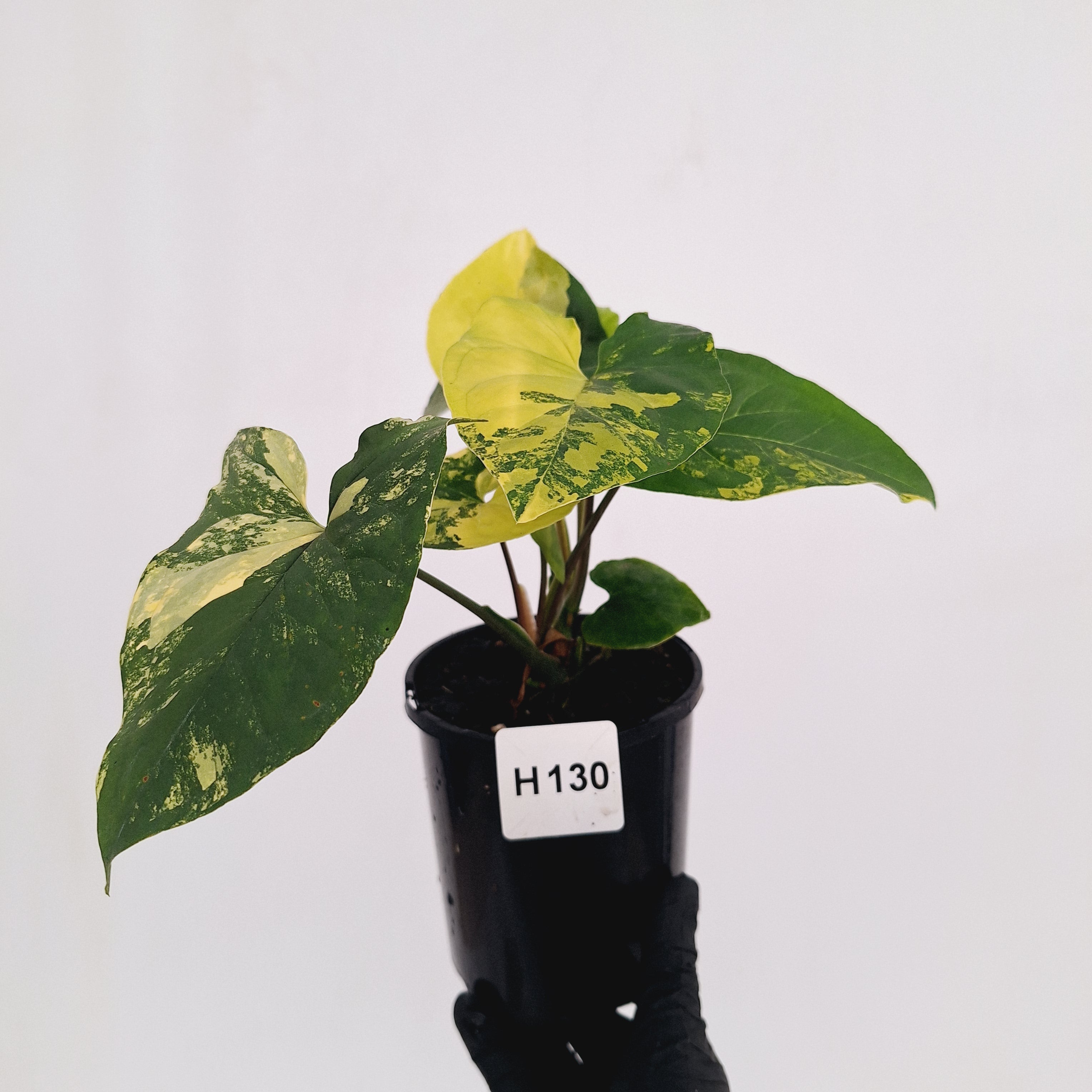 Syngonium podophyllum 'Gold'