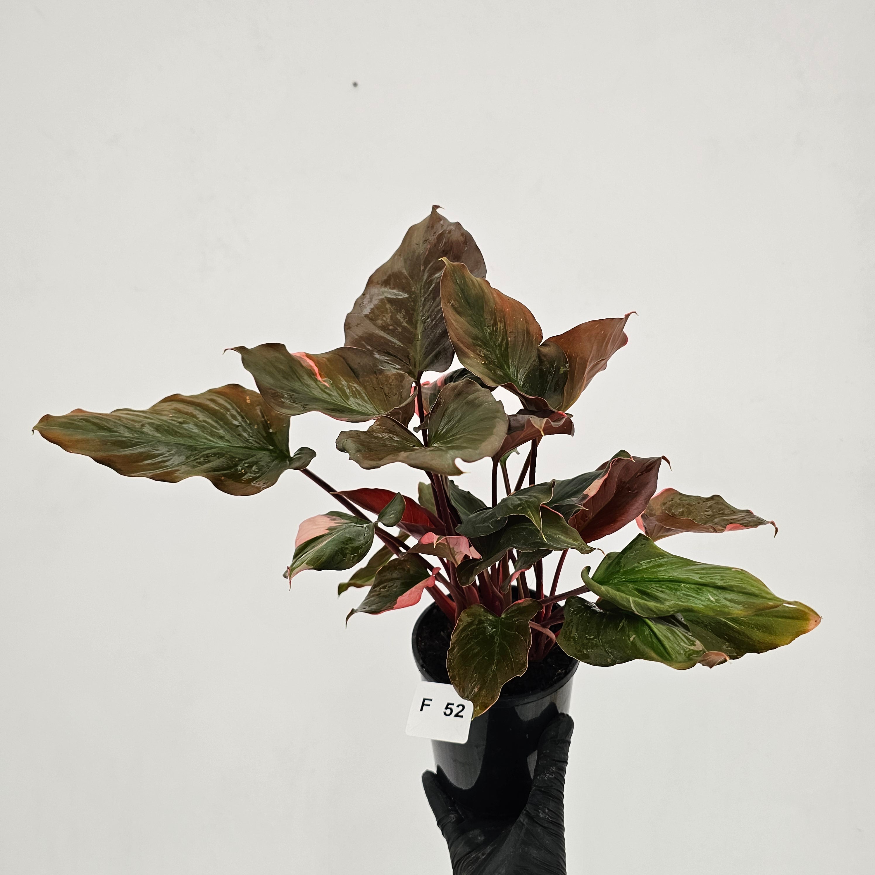 Homalomena rubescens Flaming Red Variegata
