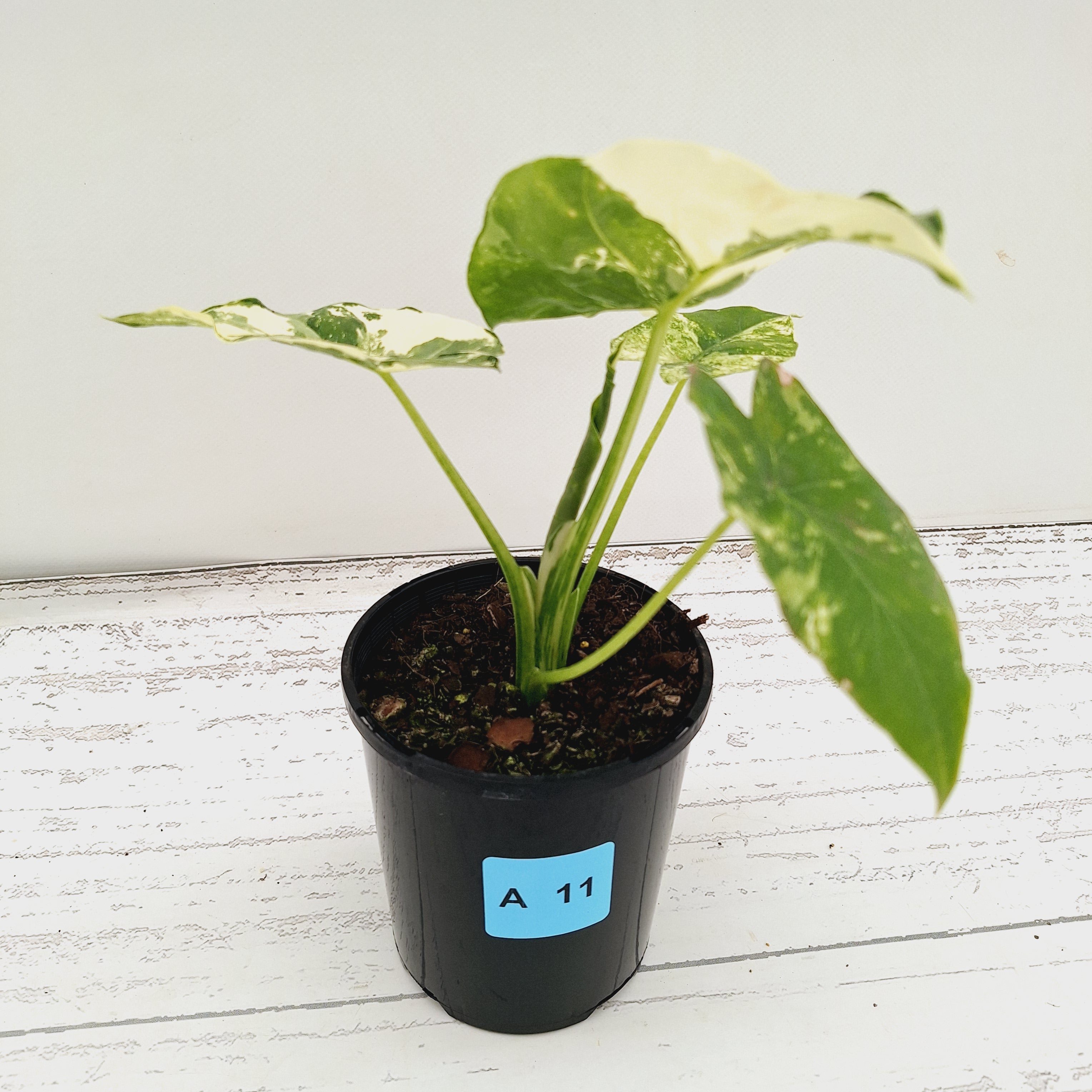 Alocasia Odora 'California Albo'