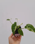 Alocasia Okinawa Silver
