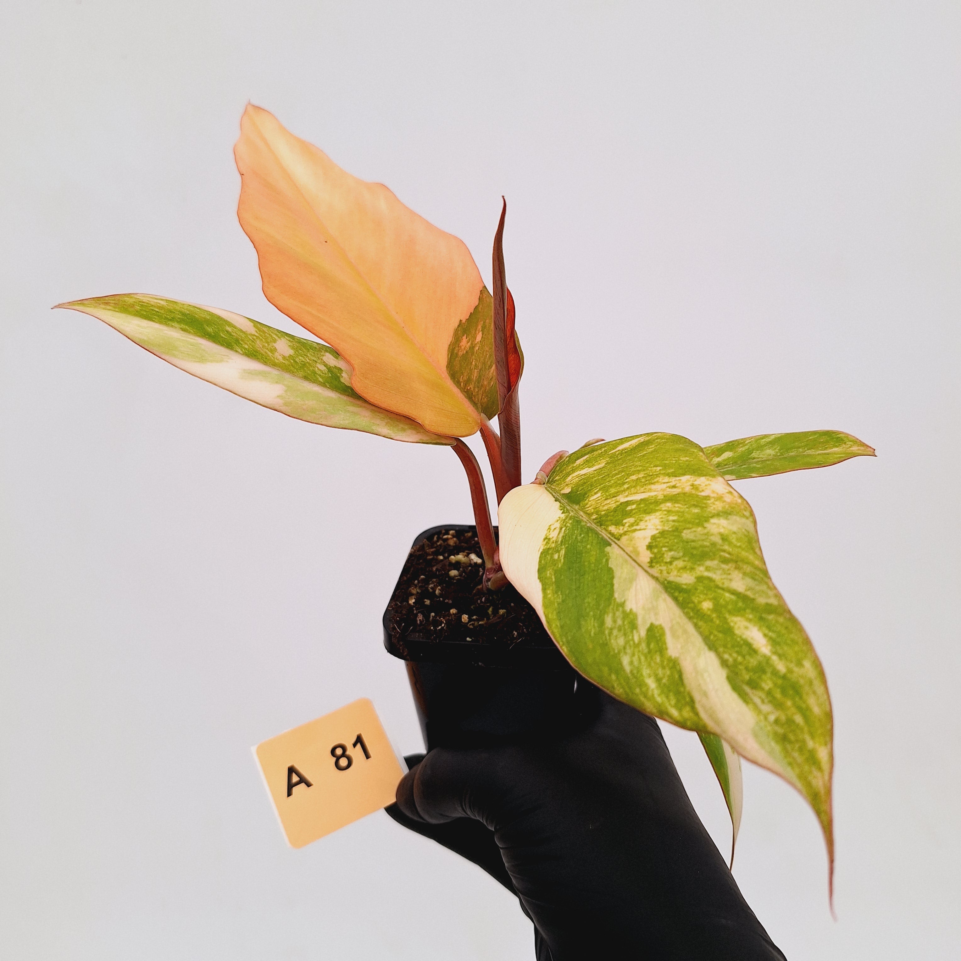 Philodendron serratum Caramel Marble