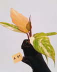Philodendron serratum Caramel Marble