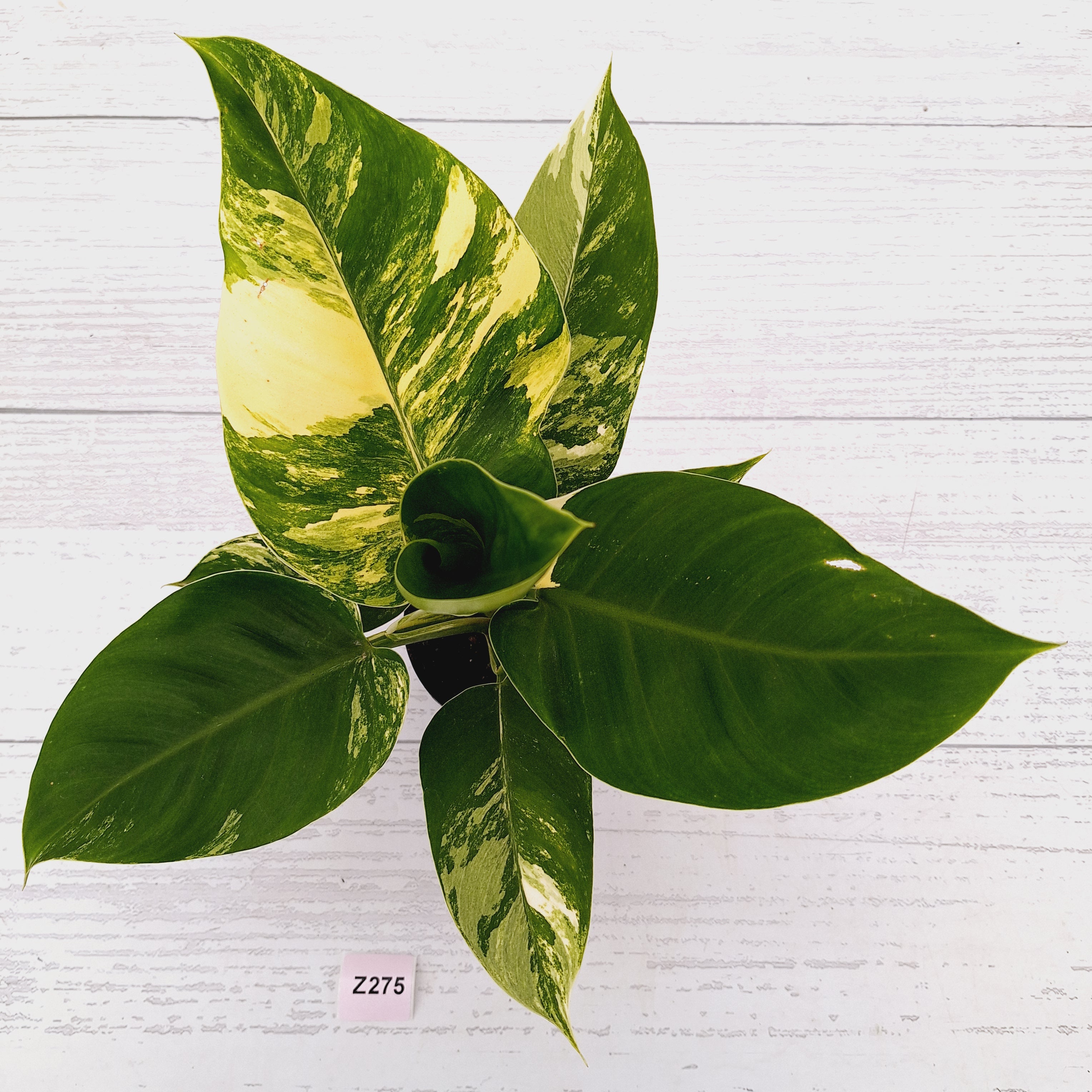 Philodendron imperial green variegata
