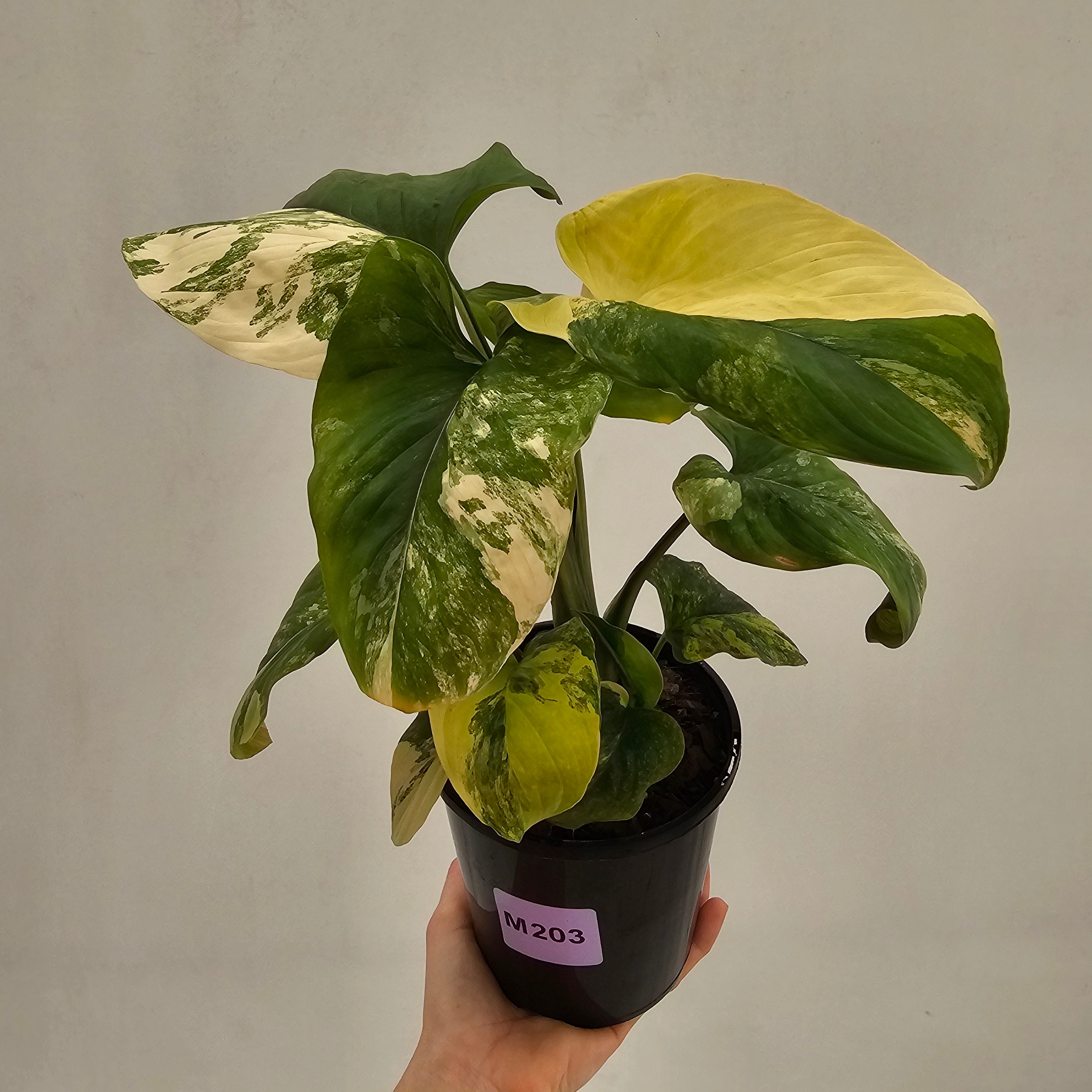 Homalomena rubescens Variegata