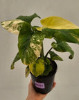 Homalomena rubescens Variegata