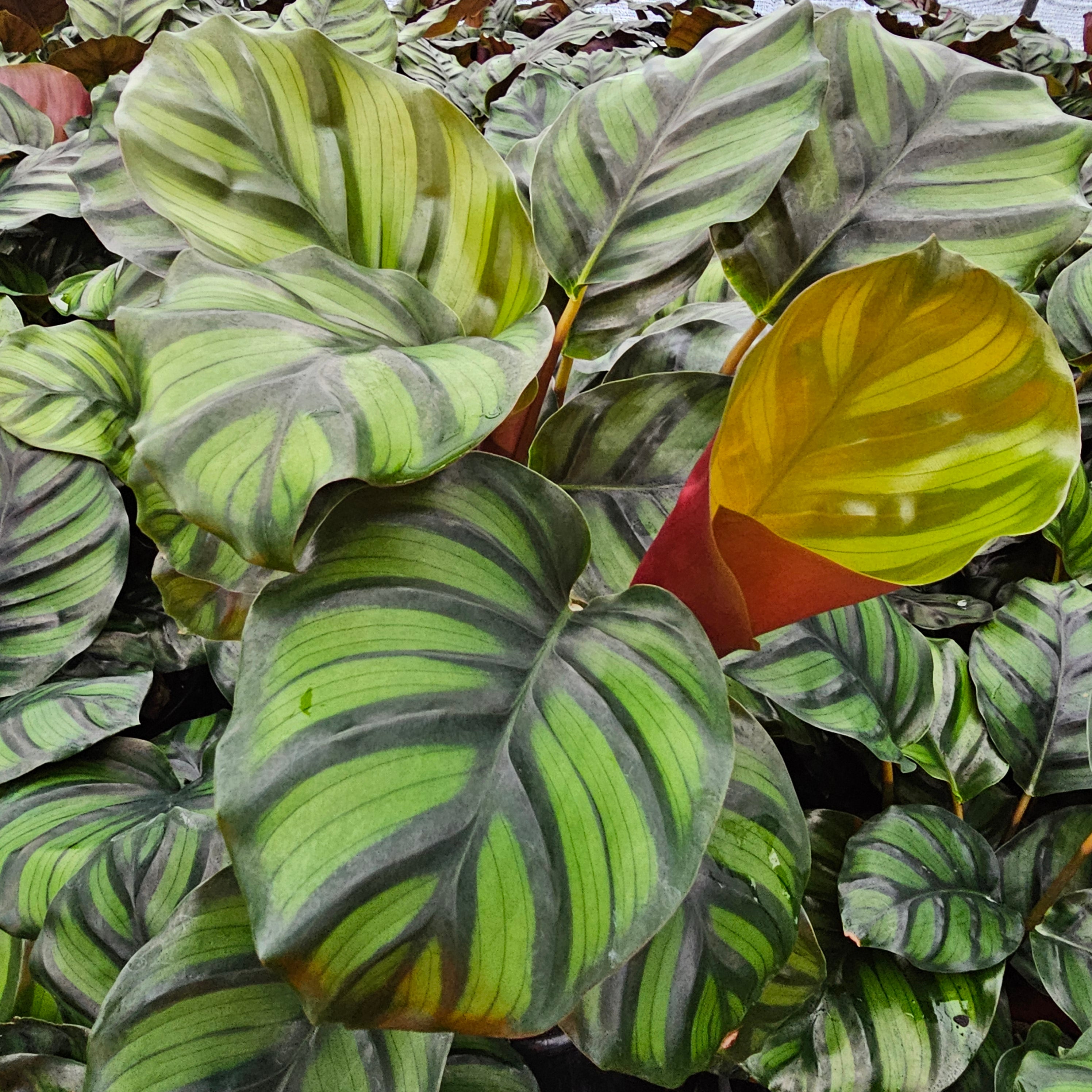 Calathea rotundifolia Fasciata