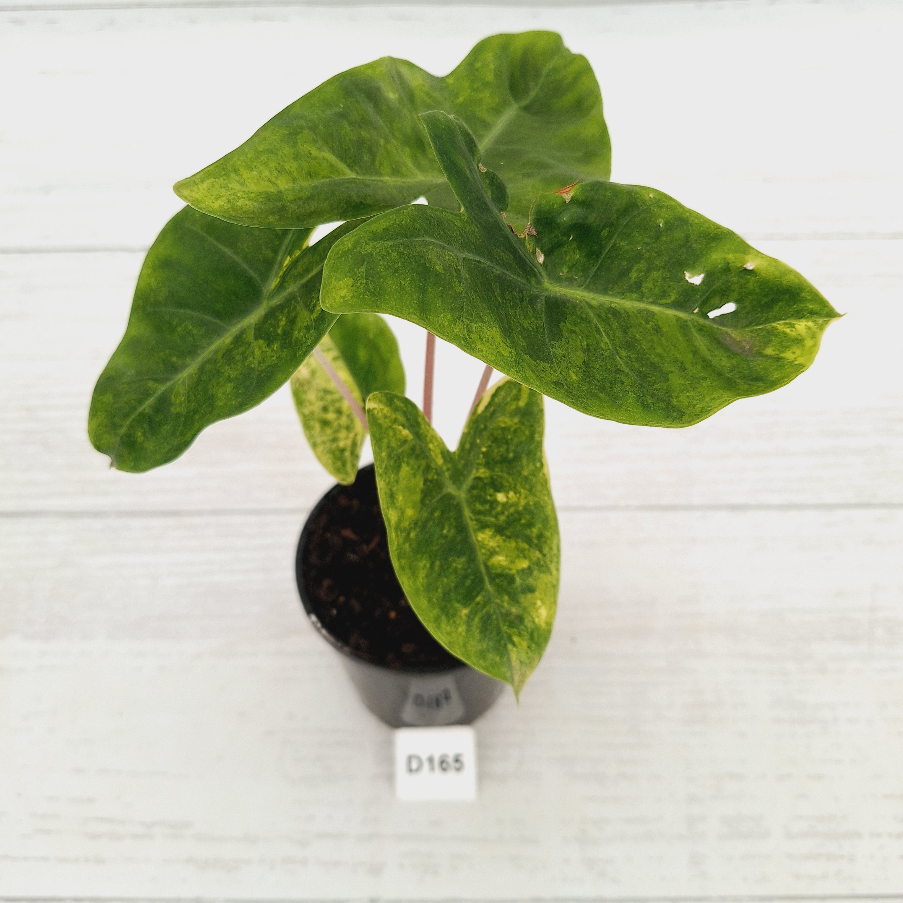 Alocasia 'Morocco' Variegated - SALE