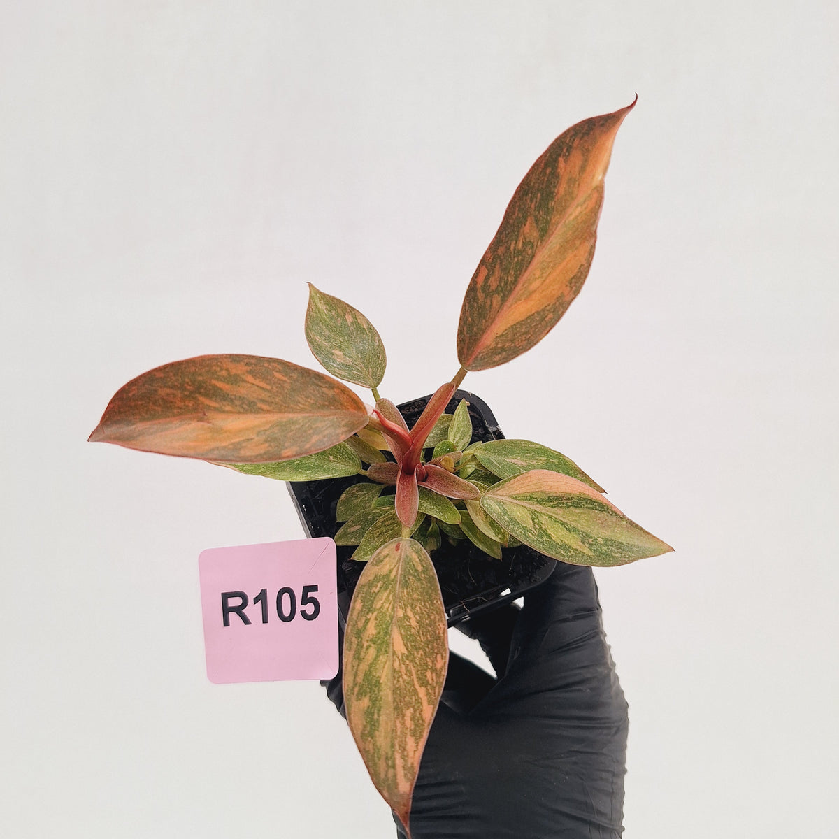 Philodendron 'Orange Princess' 70mm