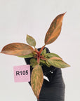 Philodendron 'Orange Princess' 70mm