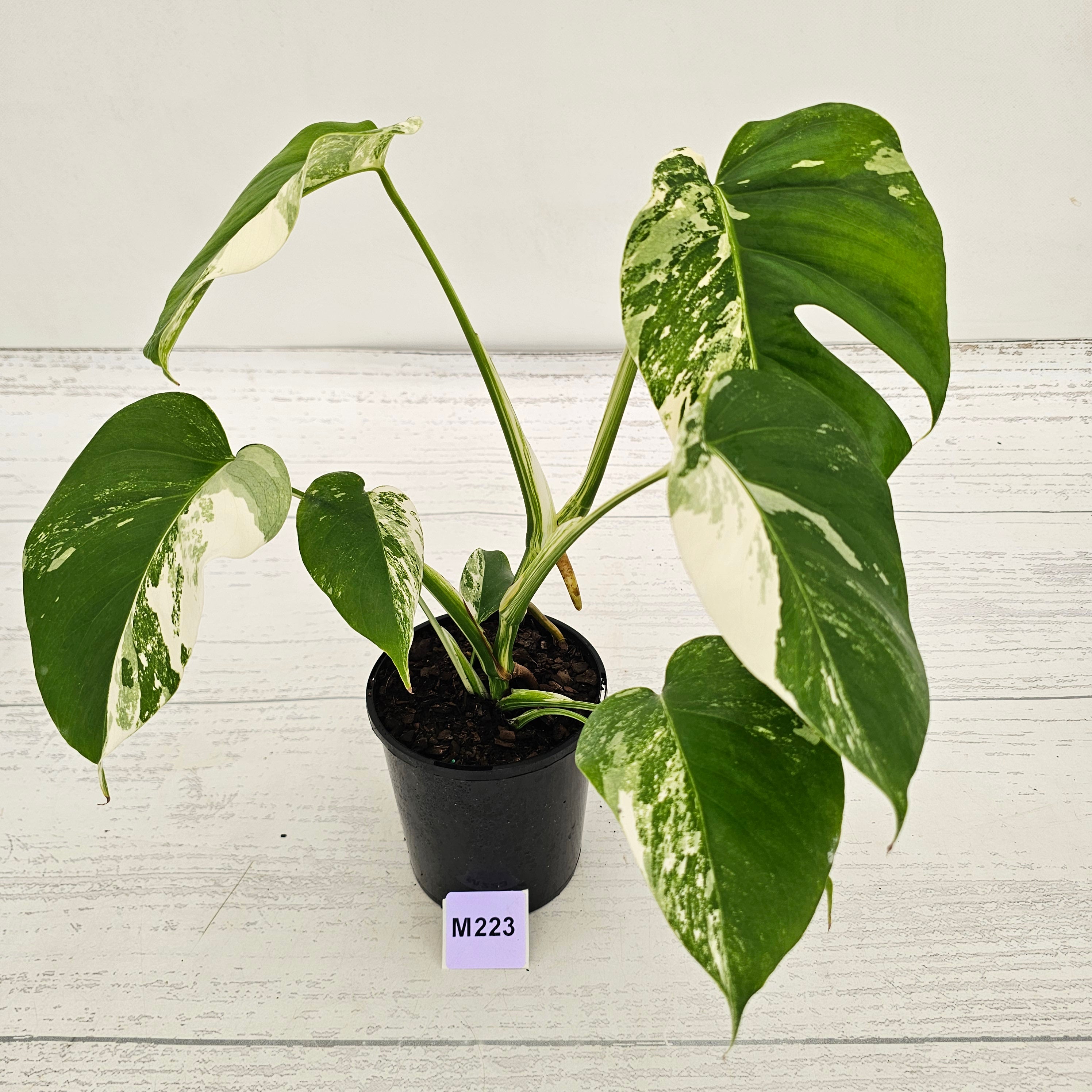 Monstera borsigiana 'Albo'
