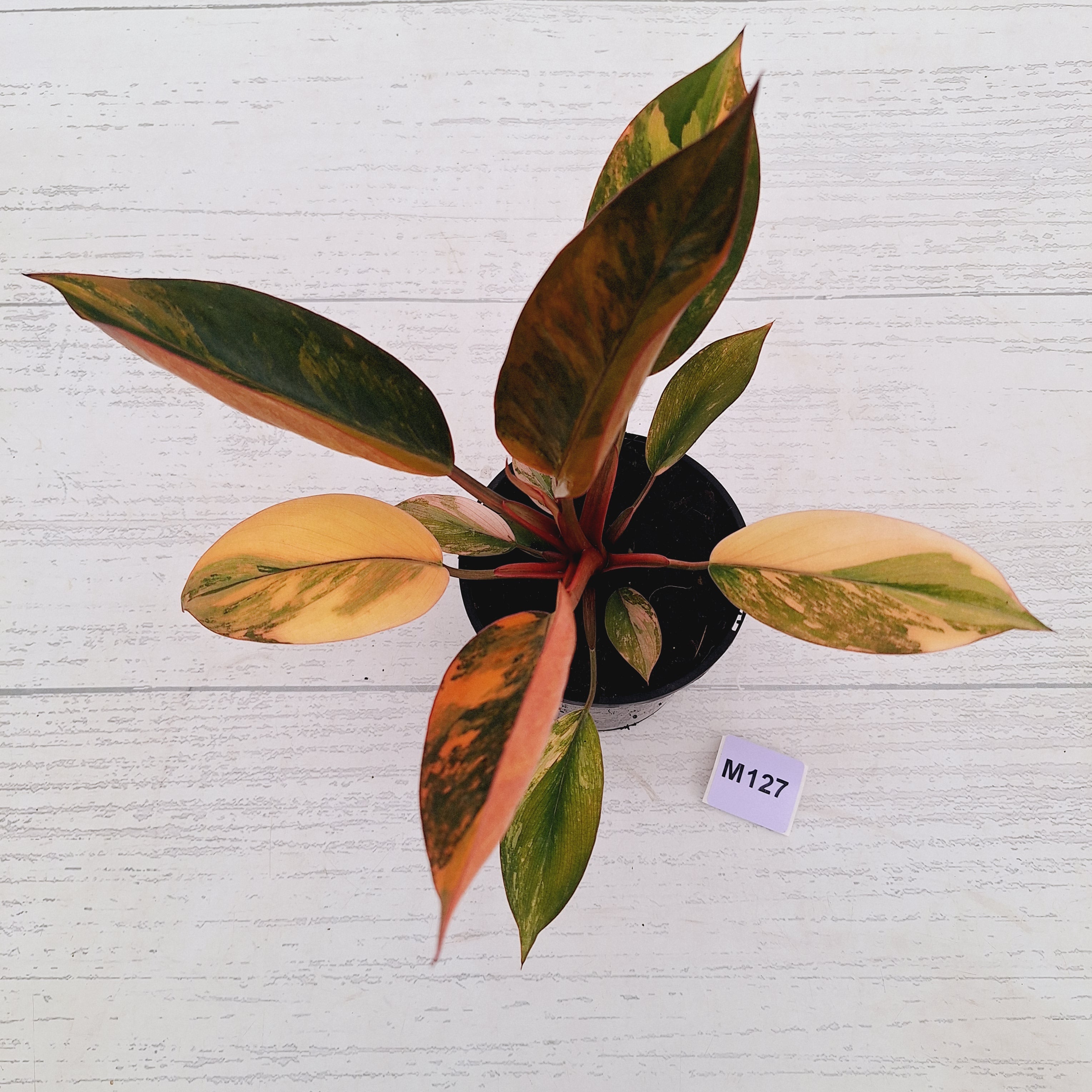 Philodendron 'Rojo Congo Variegated' 125mm