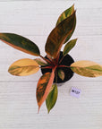 Philodendron 'Rojo Congo Variegated' 125mm