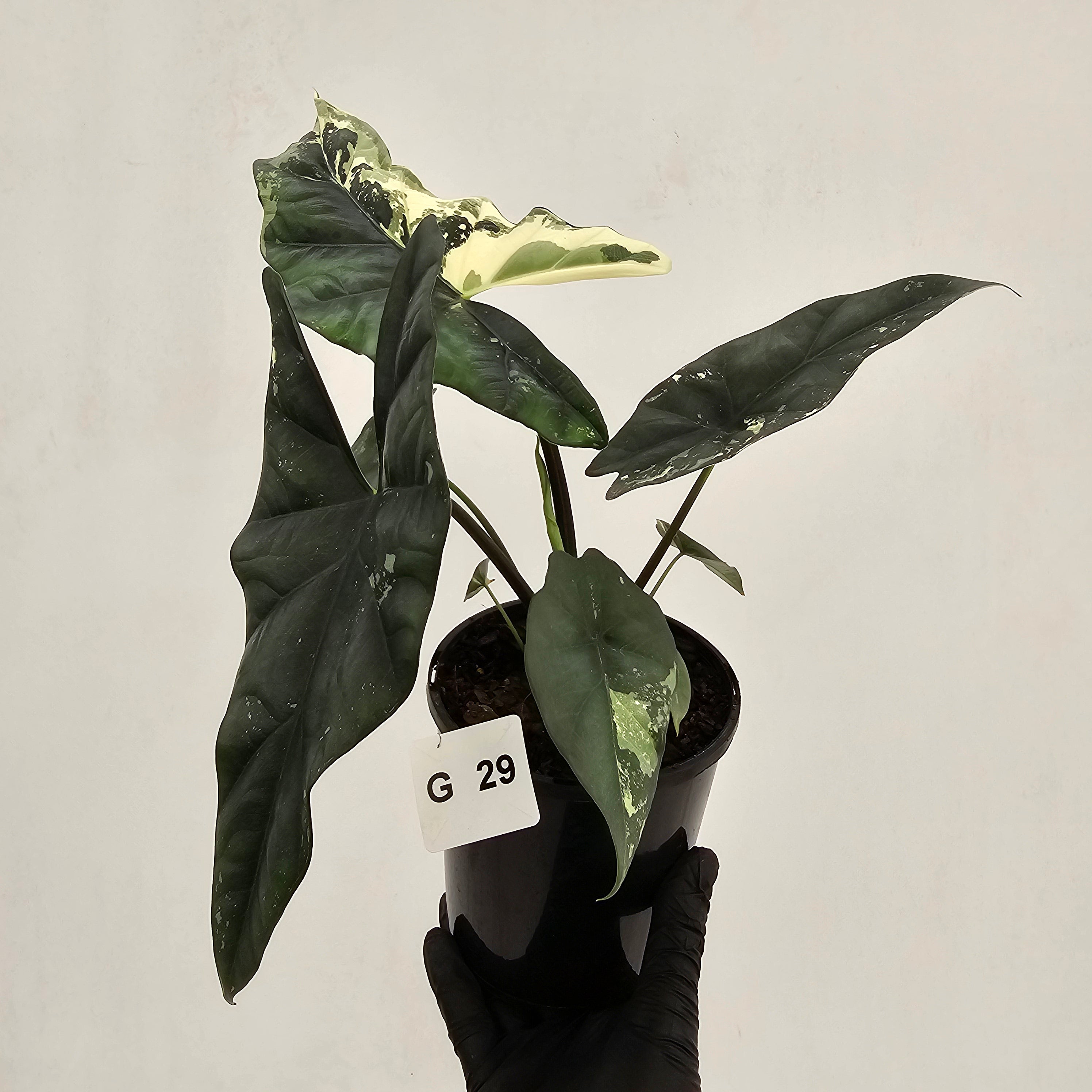 Alocasia ‘Simpo Albo’ Variegata - SALE