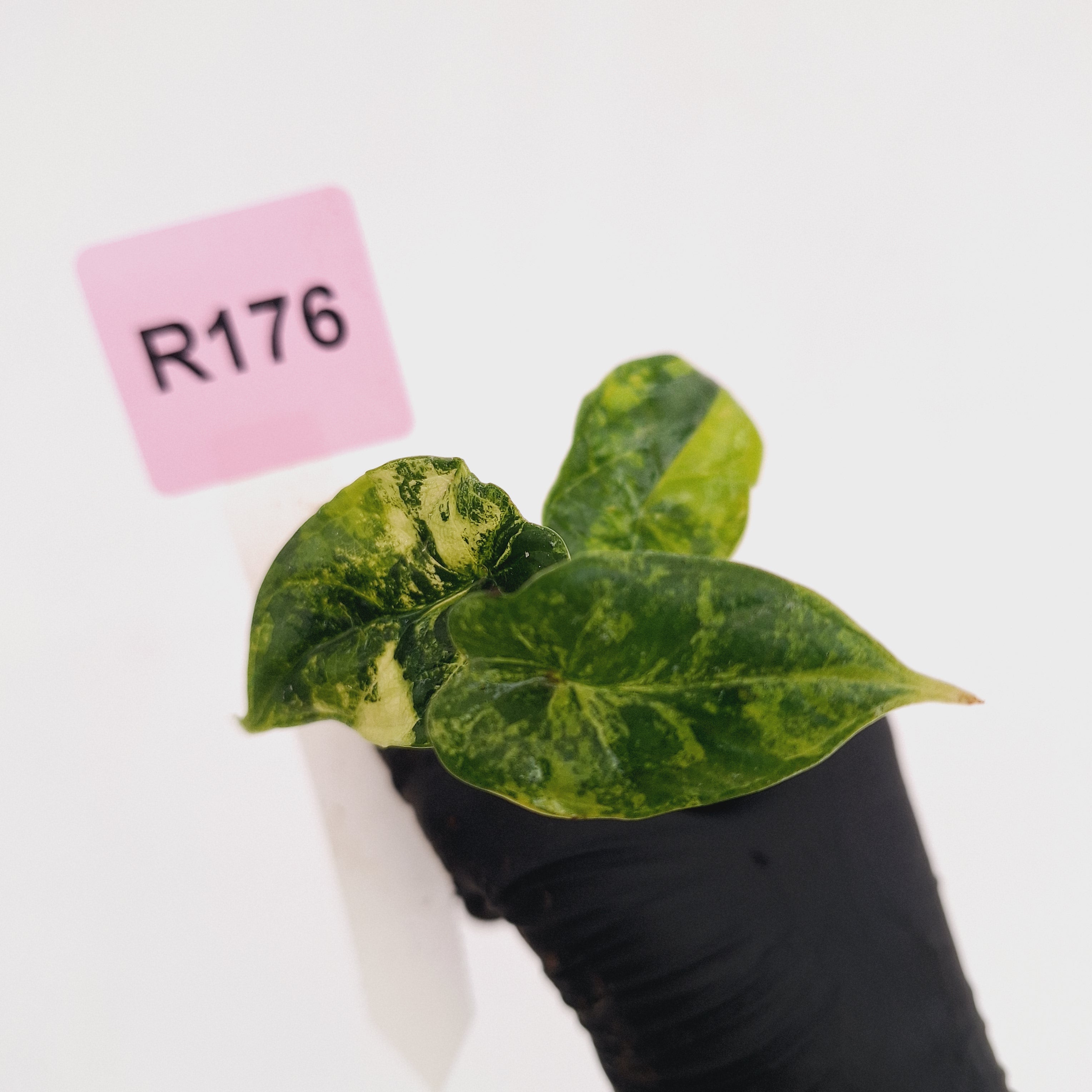 Alocasia Dragon Scale Aurea Variegata - Bare Bottom Baby