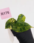 Alocasia Dragon Scale Aurea Variegata - Bare Bottom Baby