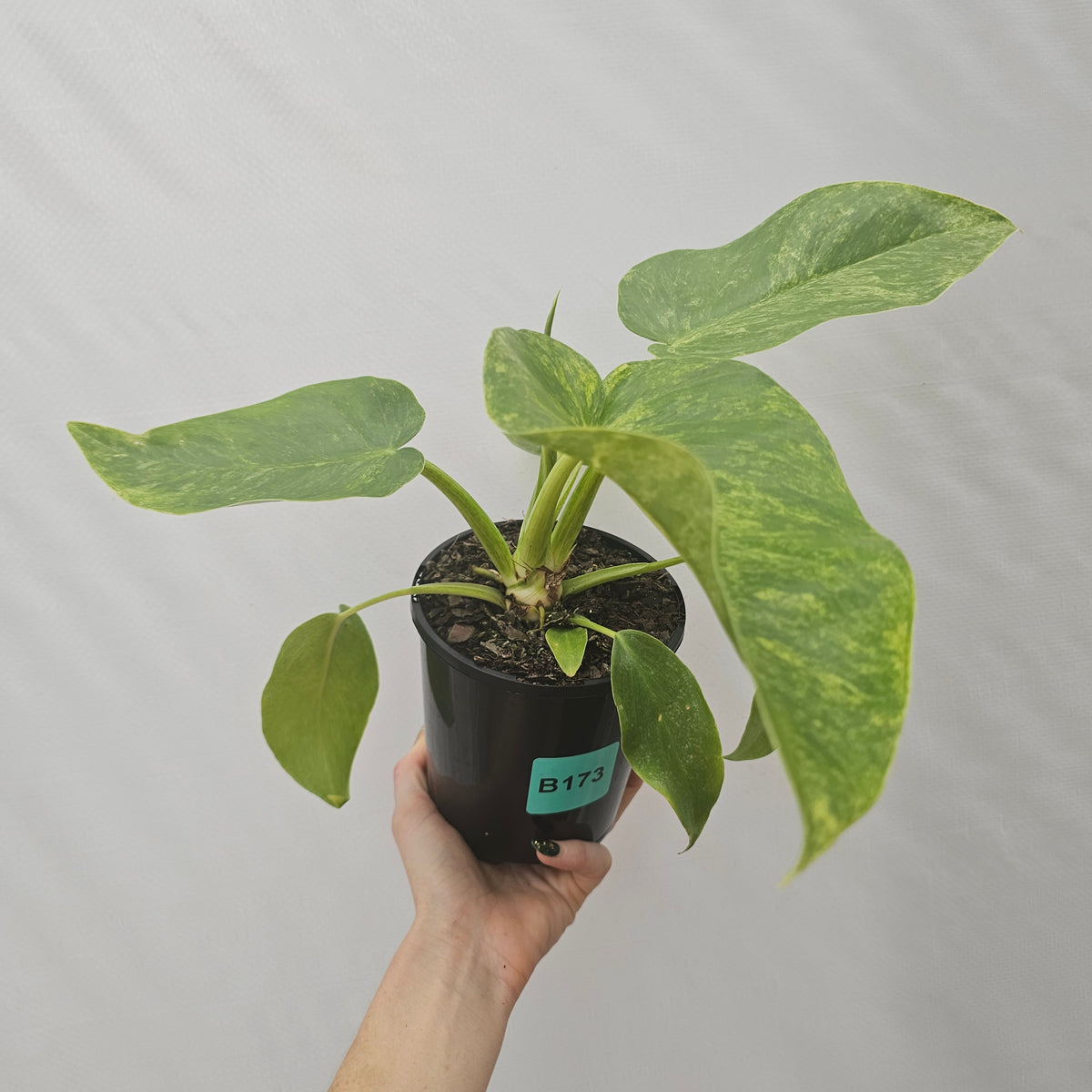 Philodendron giganteum Blizzard - SALE
