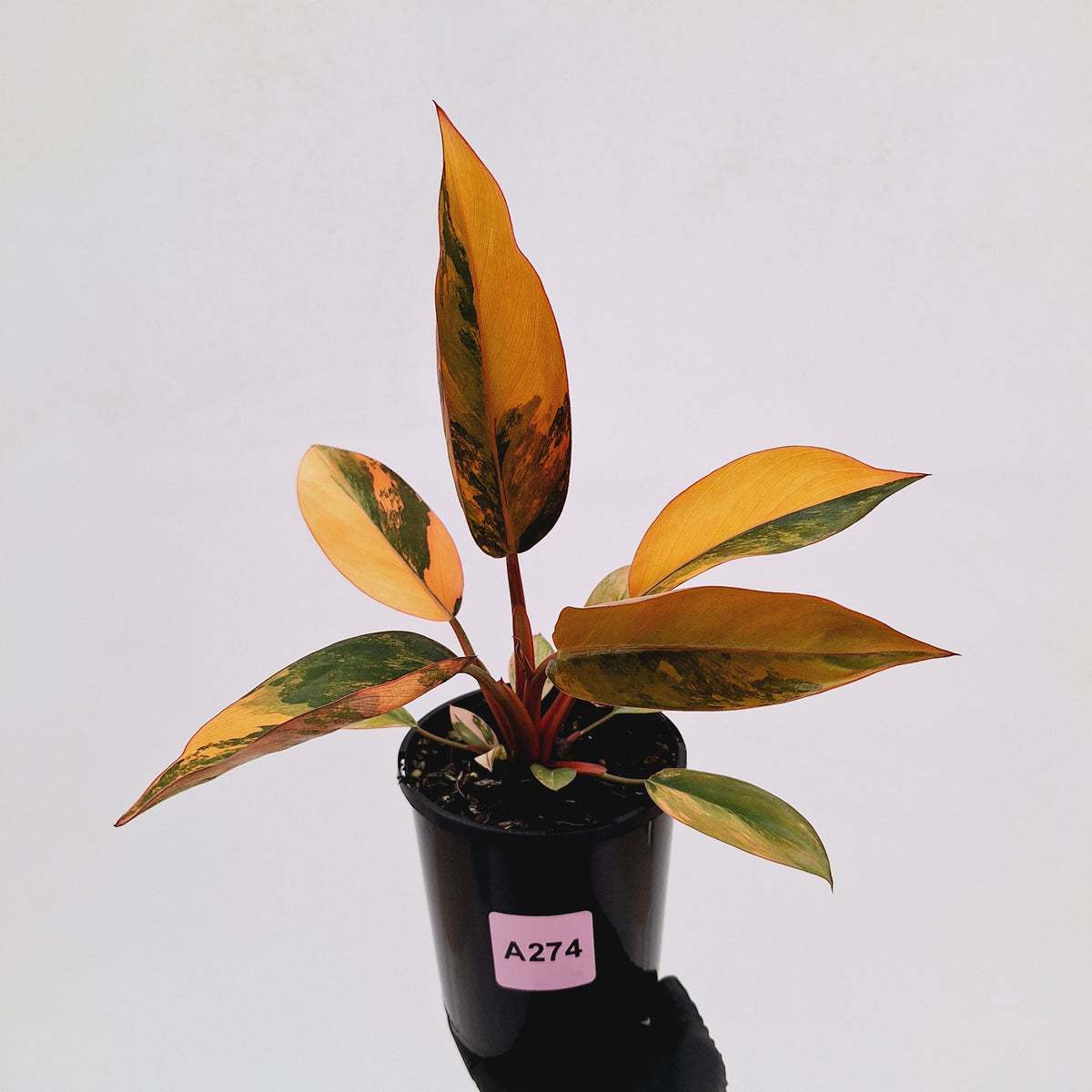 Philodendron 'Rojo Congo Variegated' 125mm - SALE
