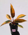 Philodendron 'Rojo Congo Variegated' 125mm - SALE