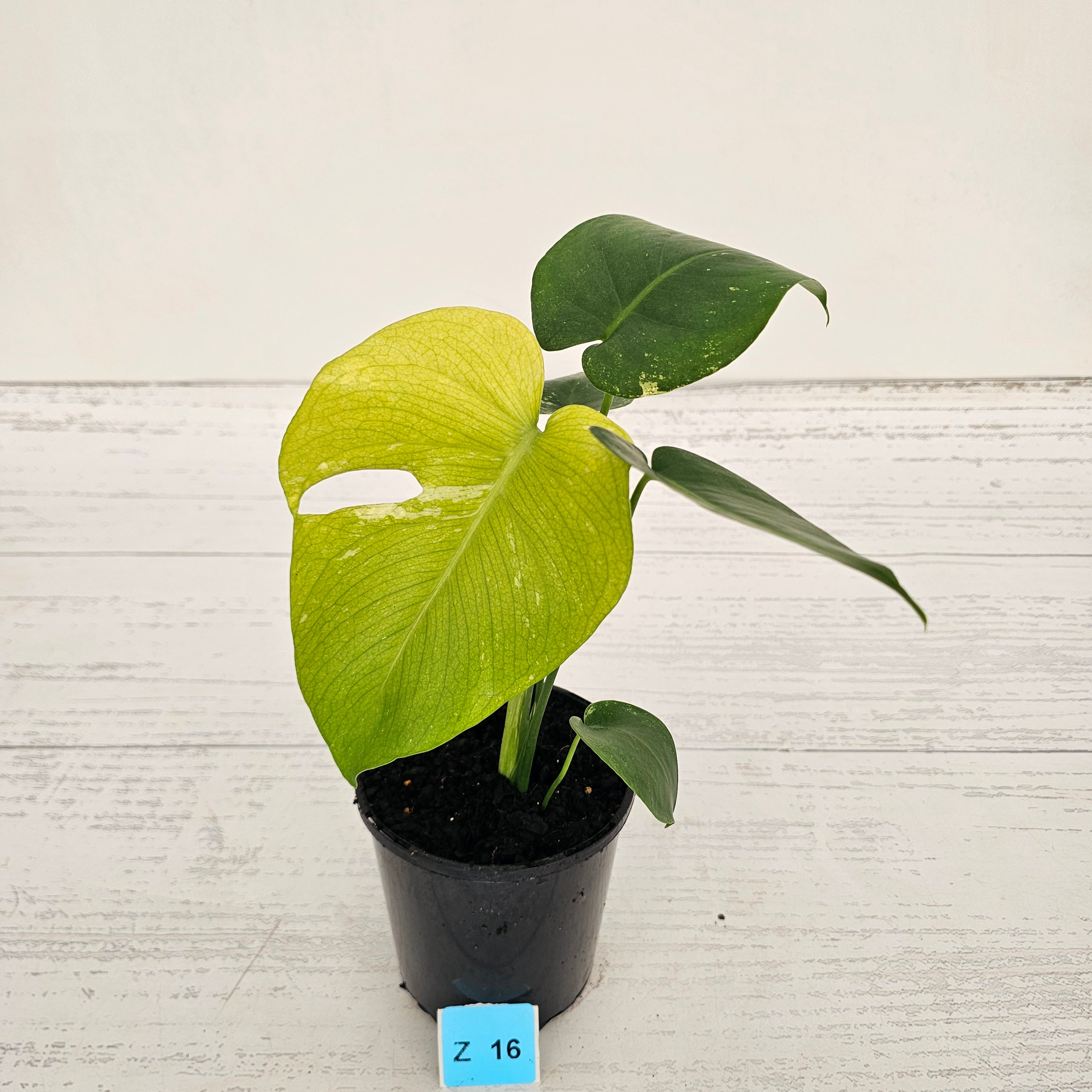 Monstera Deliciosa 'Mint'