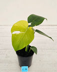 Monstera Deliciosa 'Mint'