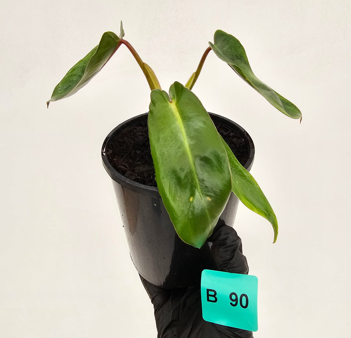 Philodendron spiritus-sancti