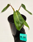 Philodendron spiritus-sancti