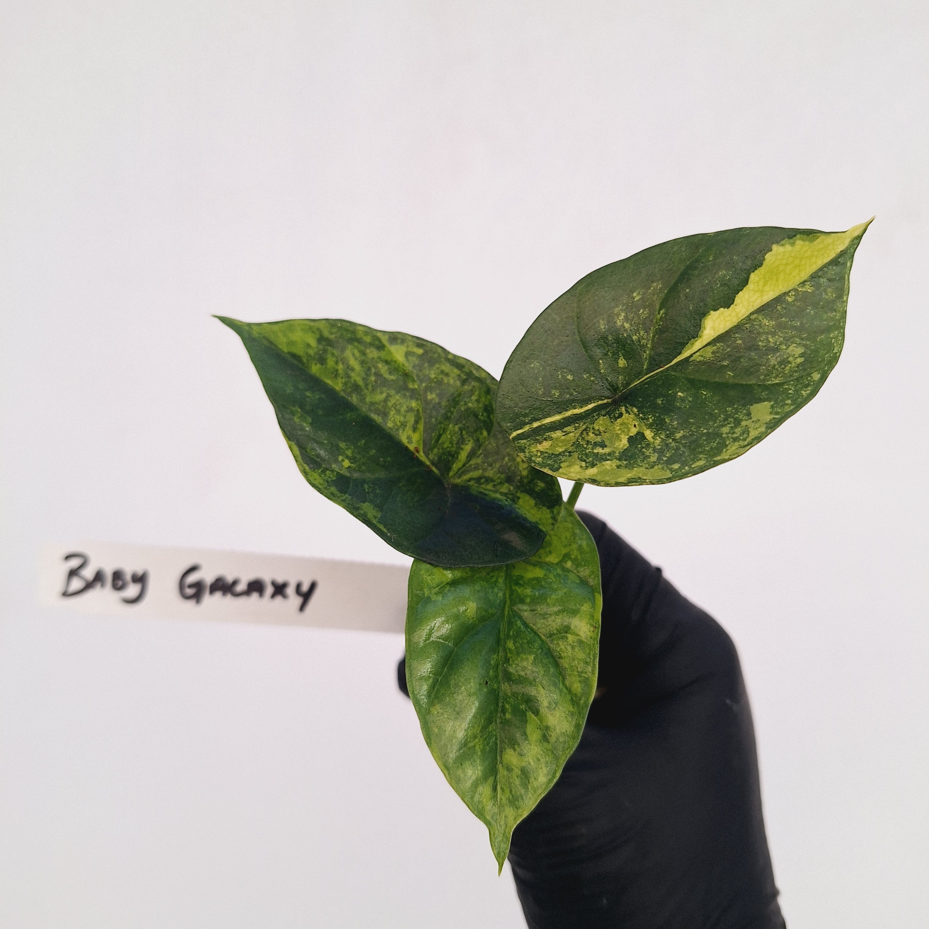 Alocasia sinuata Variegata - Bare Bottom Baby