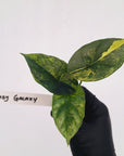 Alocasia sinuata Variegata - Bare Bottom Baby