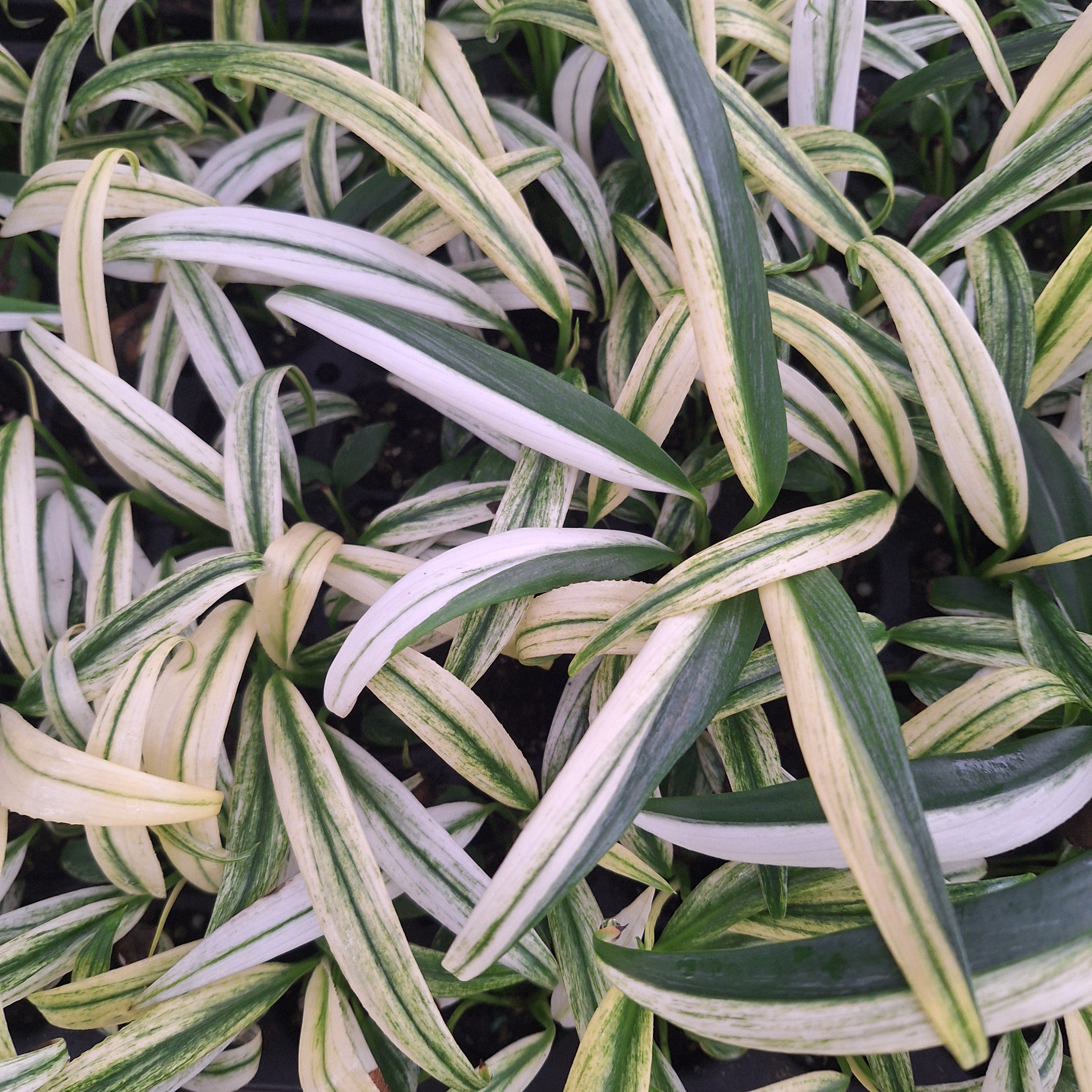 Epipremnum amplissimum variegata