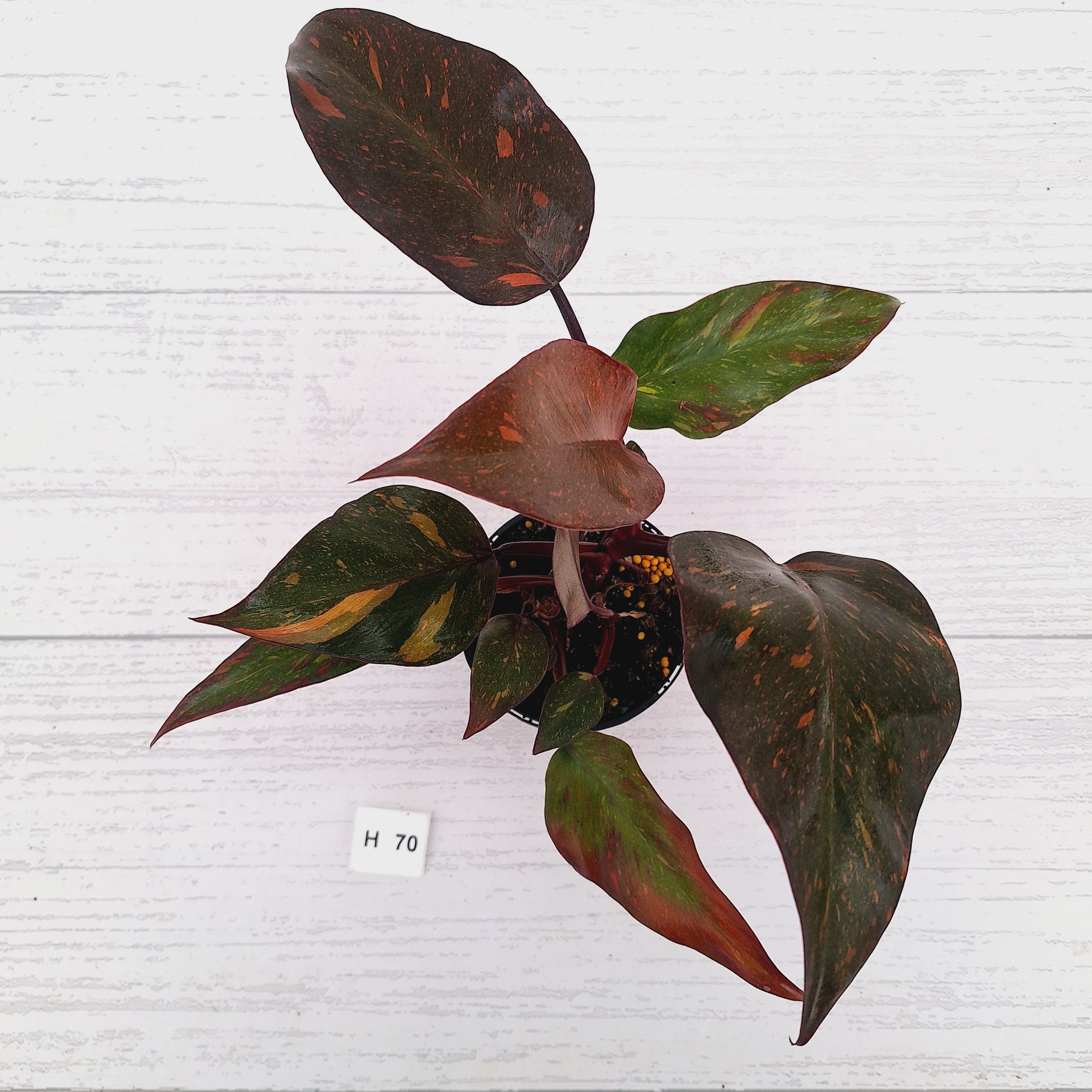 Philodendron 'Orange Princess' - FLASH SALE