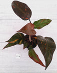 Philodendron 'Orange Princess' - FLASH SALE