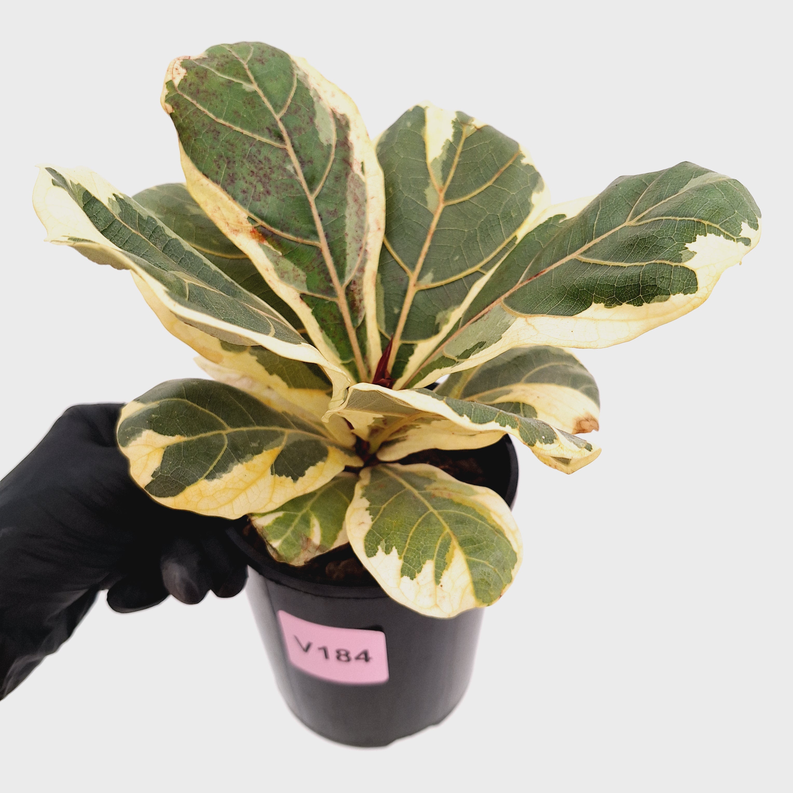 Ficus lyrata Variegata