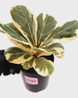 Ficus lyrata Variegata