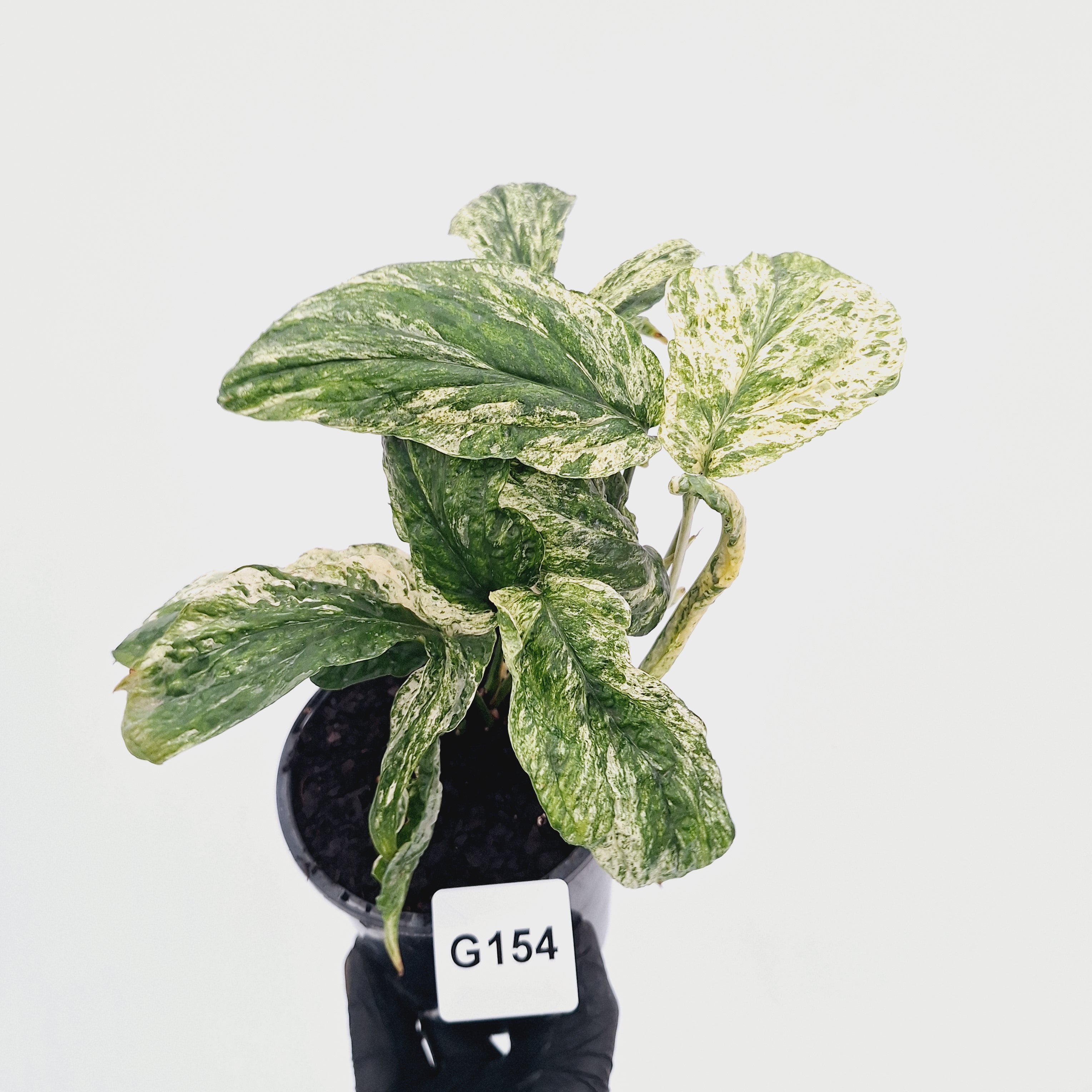 Amydrium medium Variegata