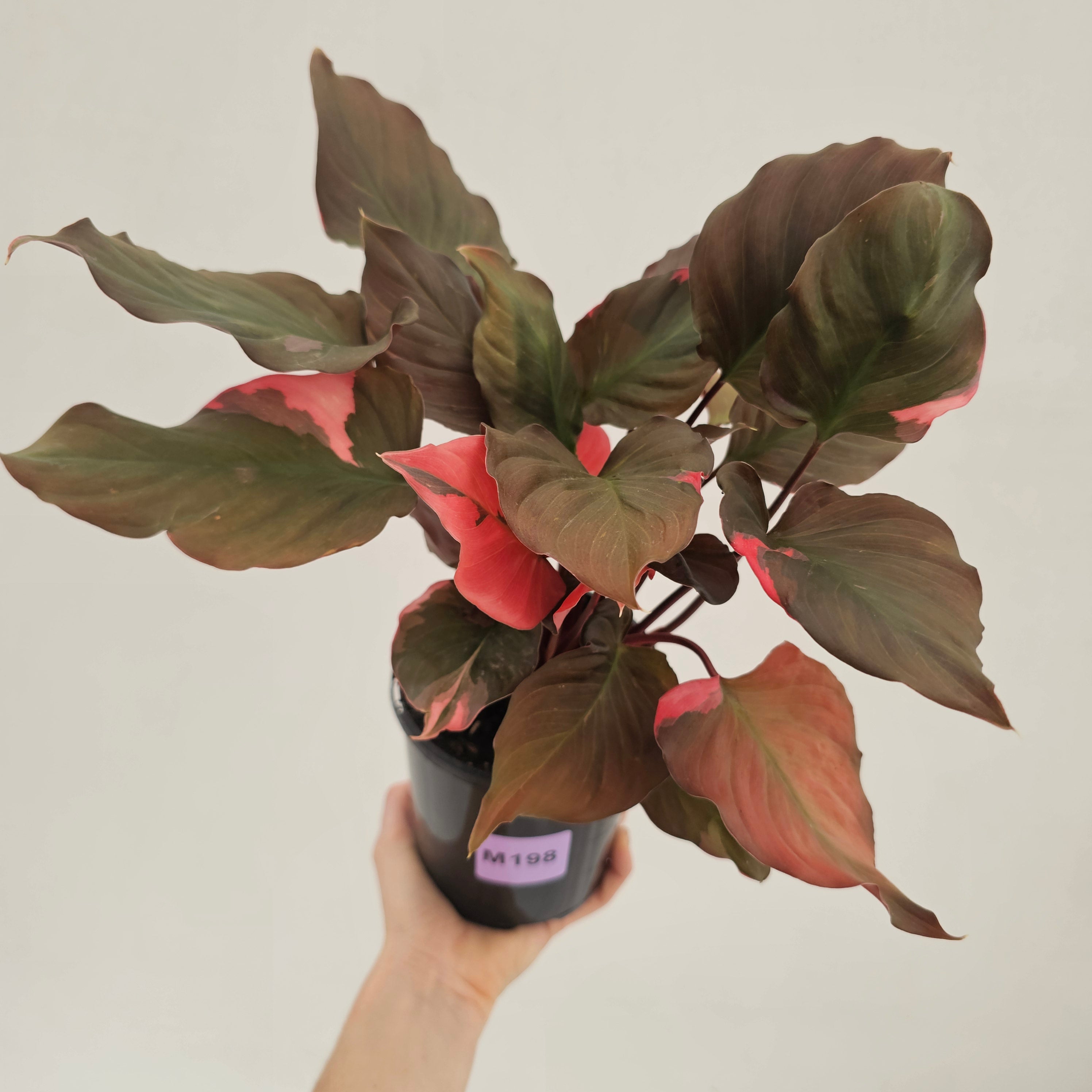 Homalomena rubescens Flaming Red Variegata