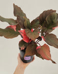 Homalomena rubescens Flaming Red Variegata