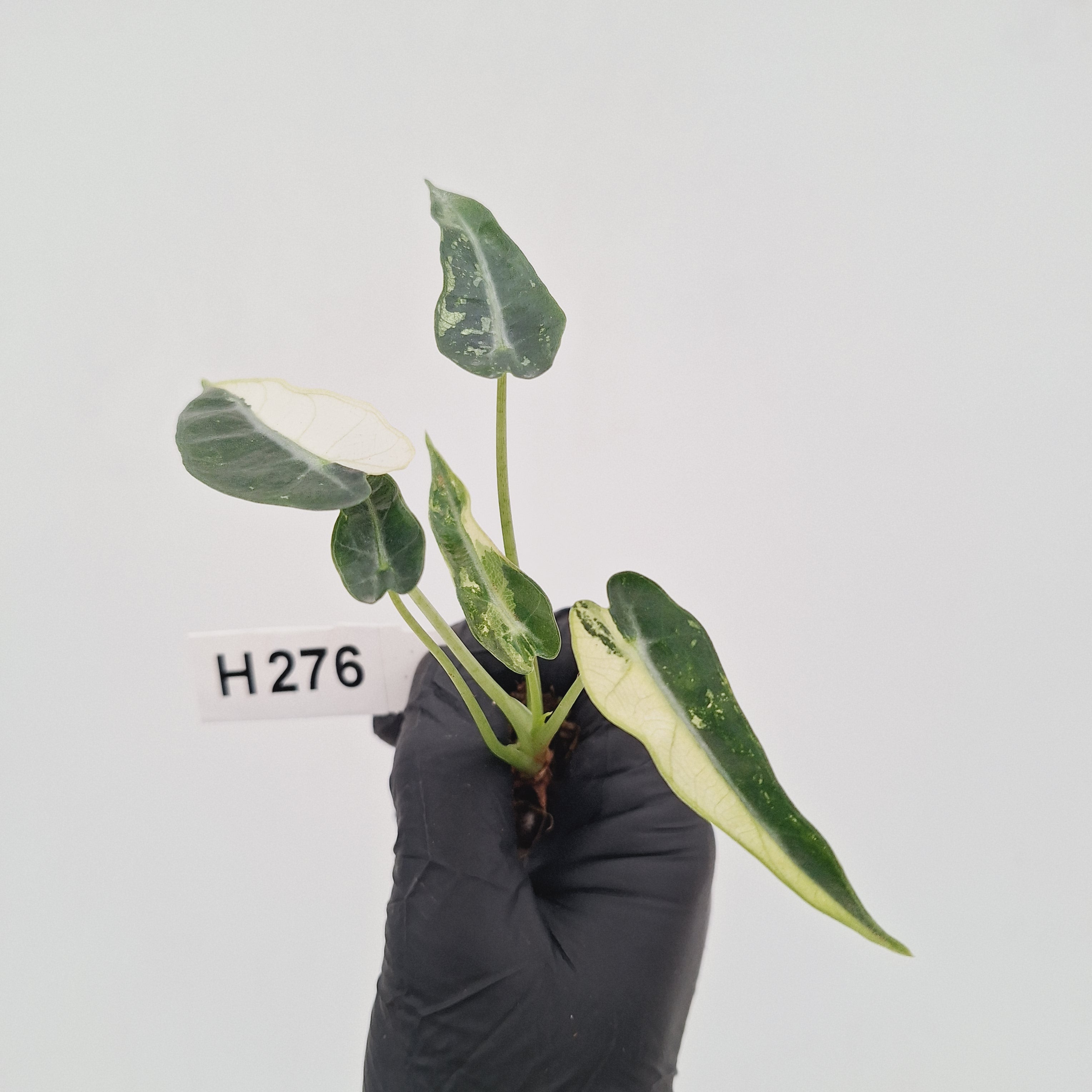 Alocasia Amazonica  bambino Variegata - Bare Bottom Baby - SALE