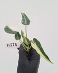 Alocasia Amazonica  bambino Variegata - Bare Bottom Baby - SALE